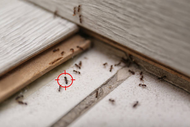Best Pest Control for Businesses  in Herington, KS