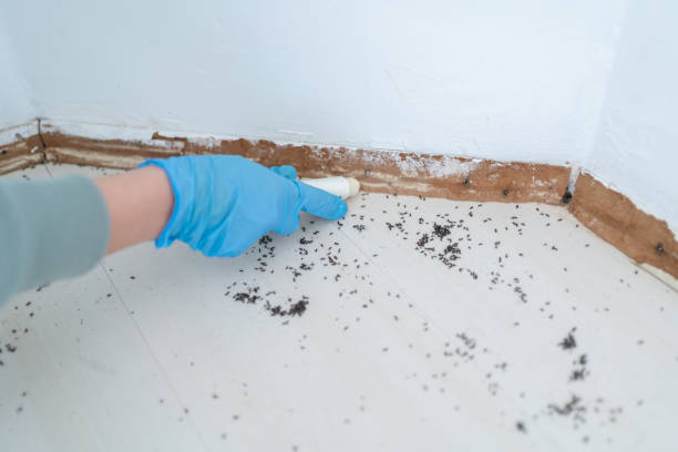 Reliable Herington, KS Pest Control Solutions